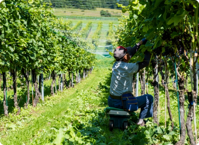 ブドウ栽培の様子