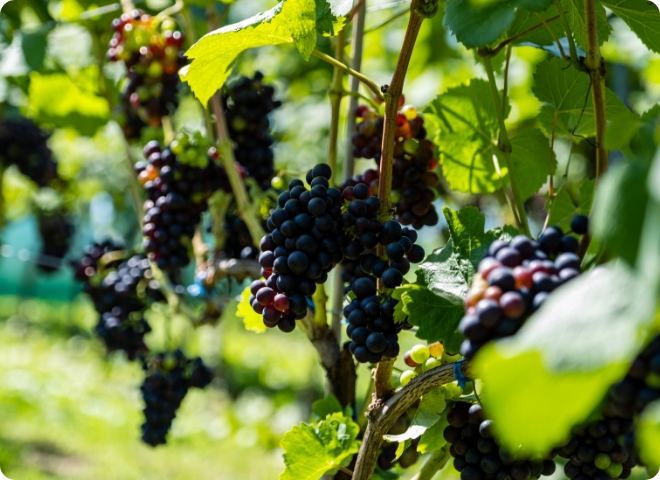 畑のブドウ
