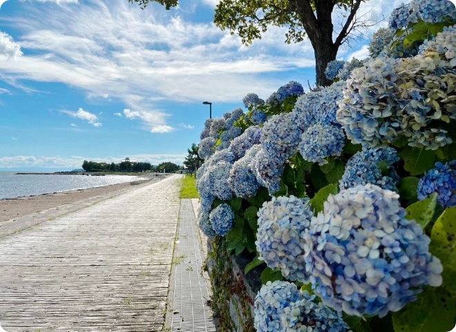 川内町マリンビーチとアジサイ