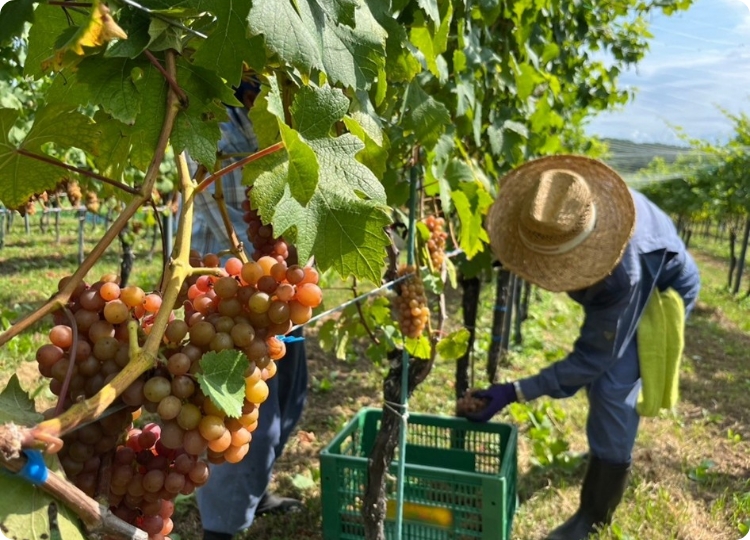 ぶどう栽培の様子