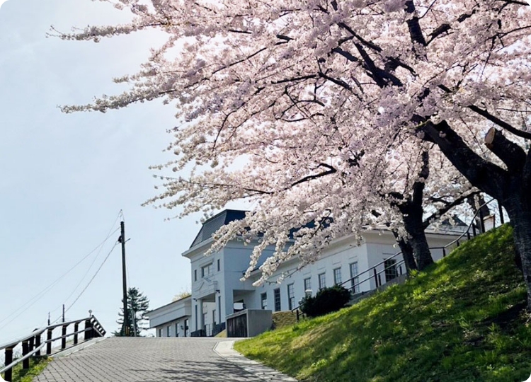 大湊水源地公園の桜